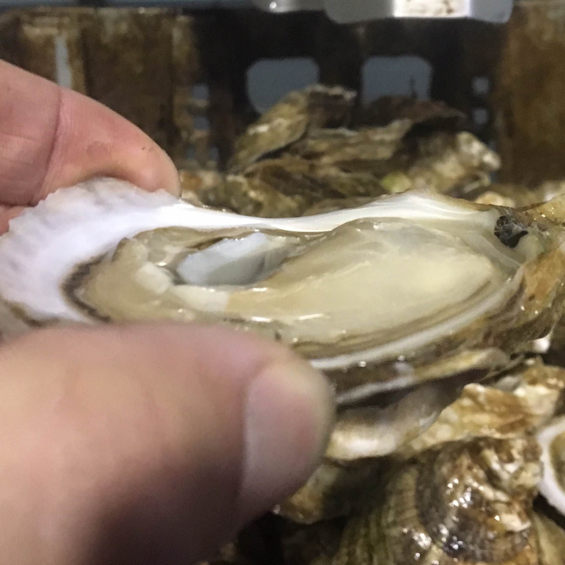 South Lake Oysters South Lake Select Oysters